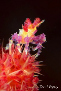 Tiny King of this coral by Raoul Caprez 
